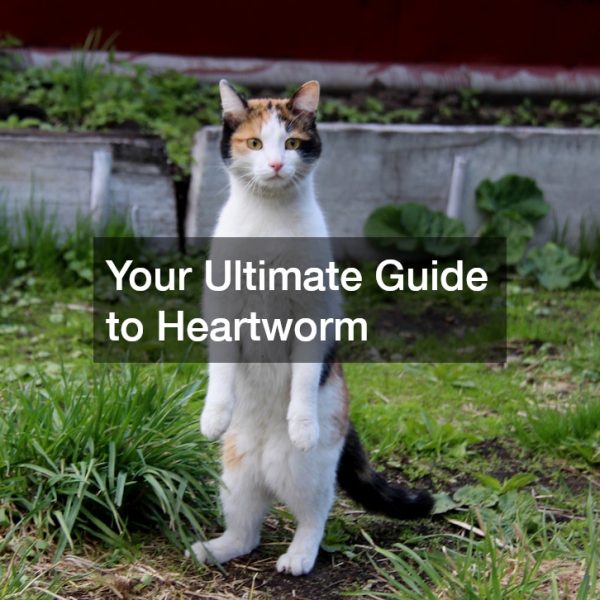 Your Ultimate Guide to Heartworm